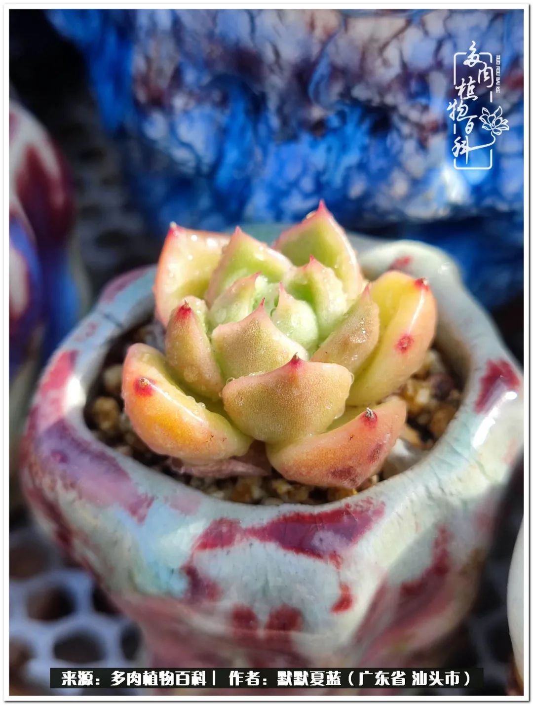 多肉虐我千百遍，我待多肉如初恋