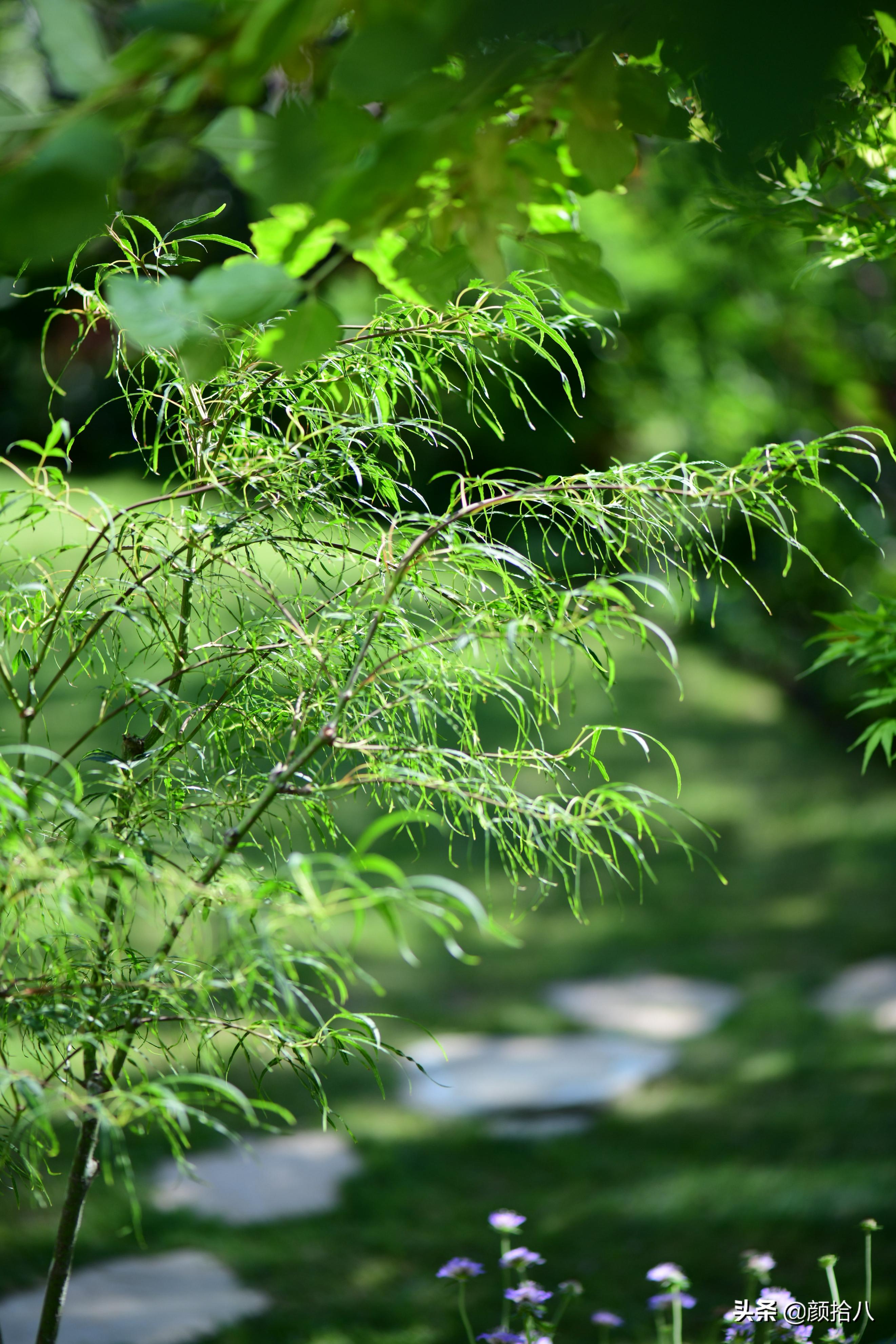 看到你的花园那么惨，我就安心了|园丁