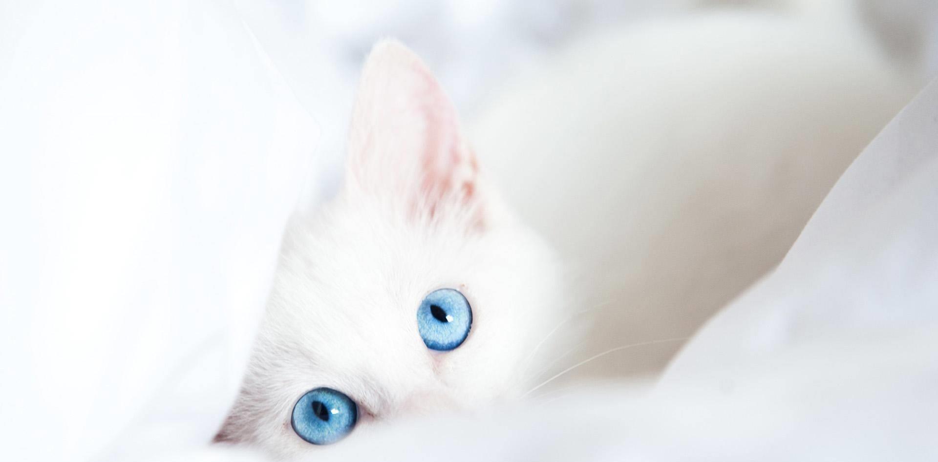 山寨机搞笑段子视频,搞笑的山寨段子