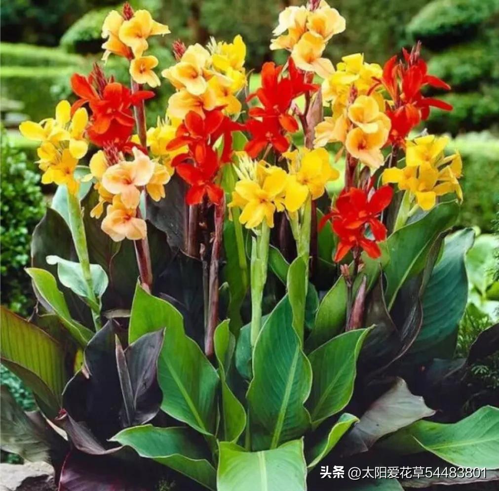 最好养的十种花种秋冬季,常年开花又好养的花盆栽推荐