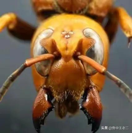 中国大虎头蜂打得过蚂蚁吗,虎头蜂入侵乡村