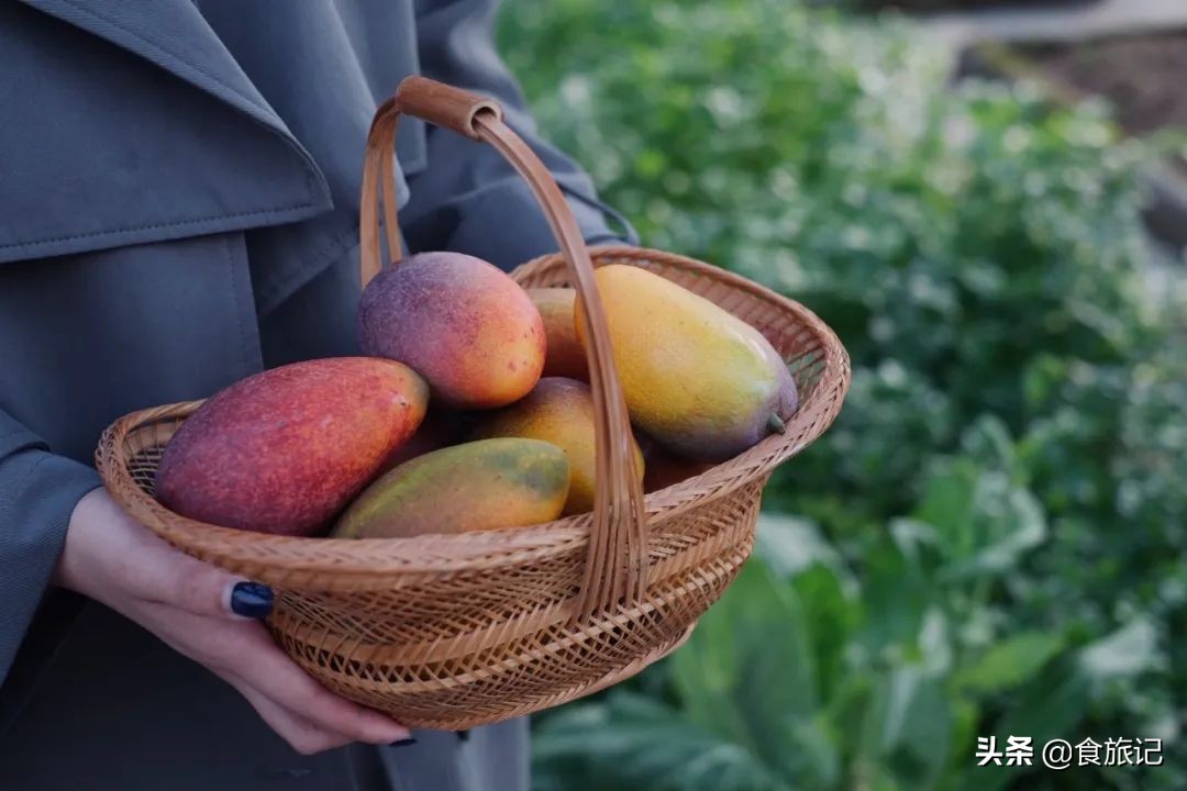 海南贵妃芒树上自然熟,海南三亚树上熟得贵妃芒