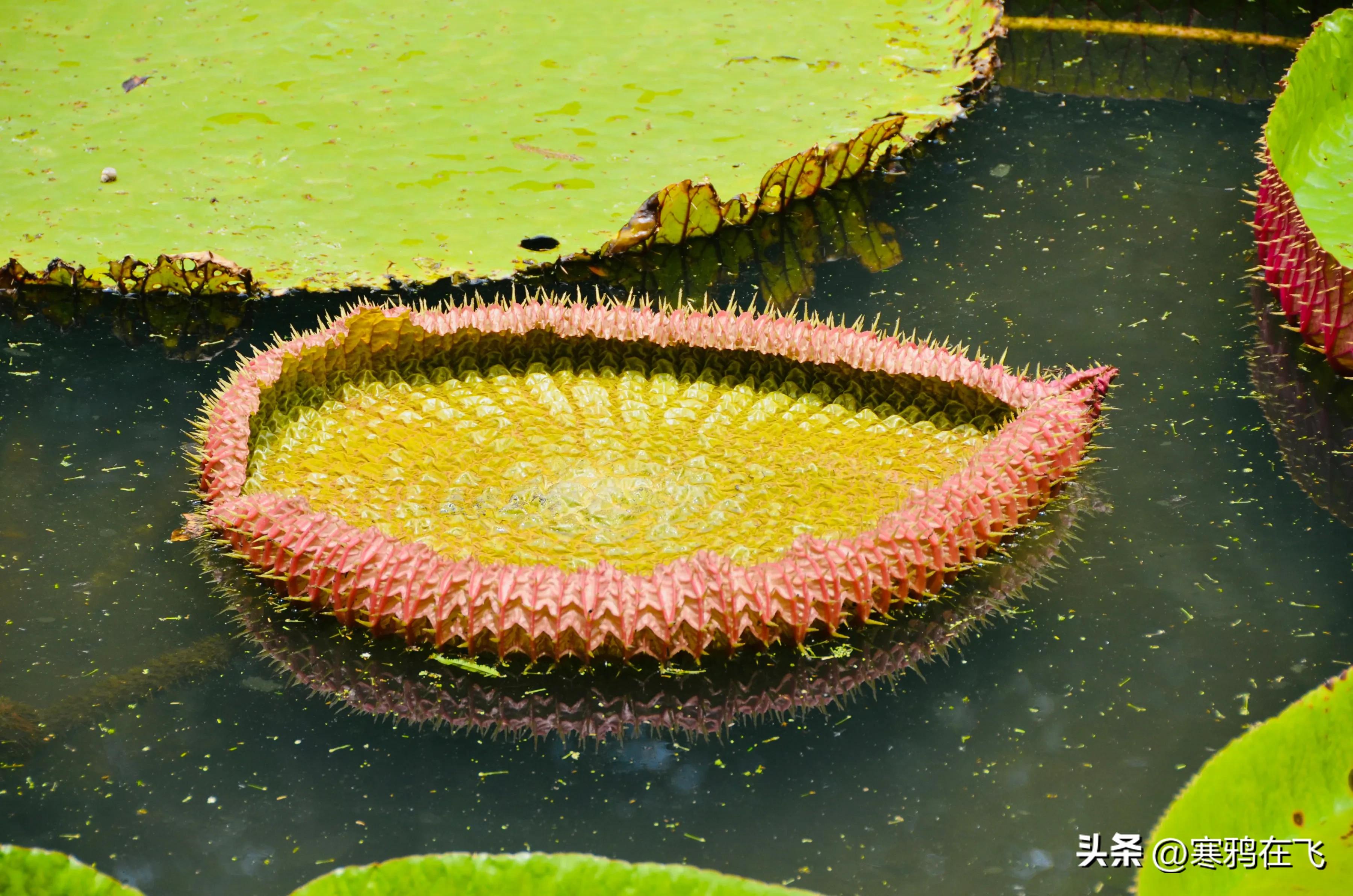 毛里求斯鹦鹉灭绝时间,毛里求斯有许多渡渡鸟吗