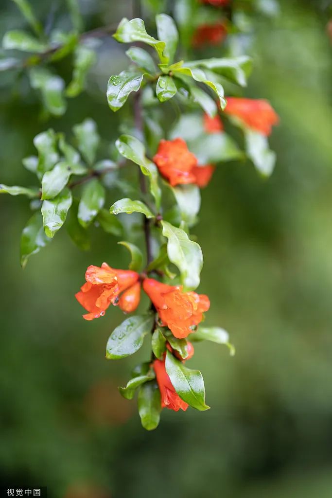 今日端午粽叶飘香祝大家端午安康,今日端午祝安康