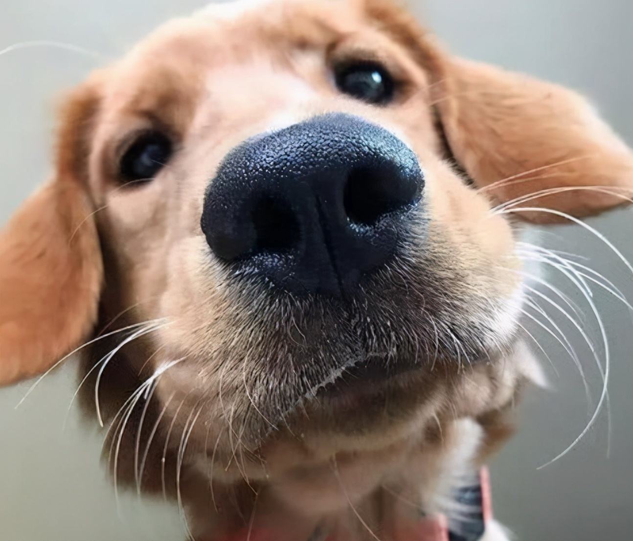 养狗这么久才知道，每次回家狗狗过来“闻”我，原来是“查岗”