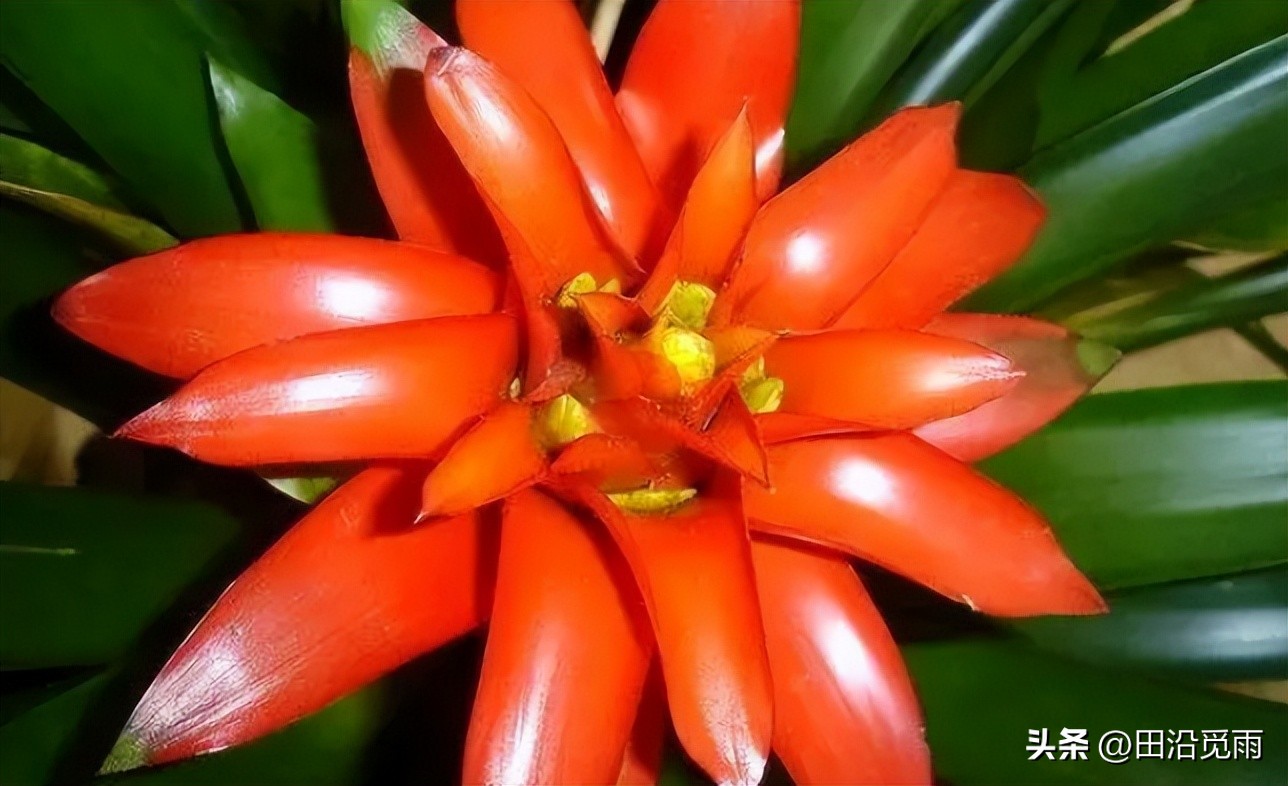 鸿运当头黄了怎么办,鸿运当头怎么不红了