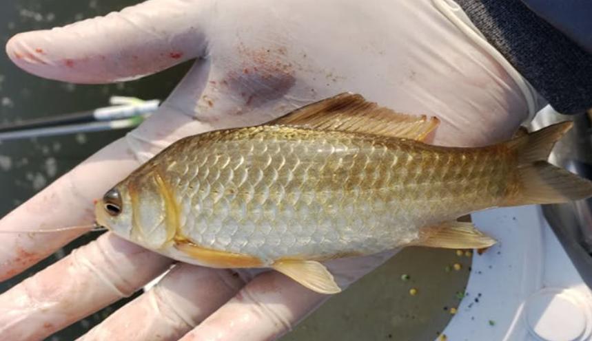 钓鱼容易炸线要怎么办,钓鱼炸铅是怎么回事