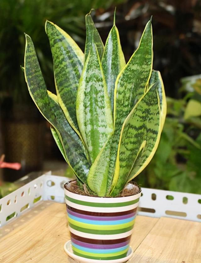 教你扦插大法扦插什么植物都能活,扦插小技巧栽培小妙招