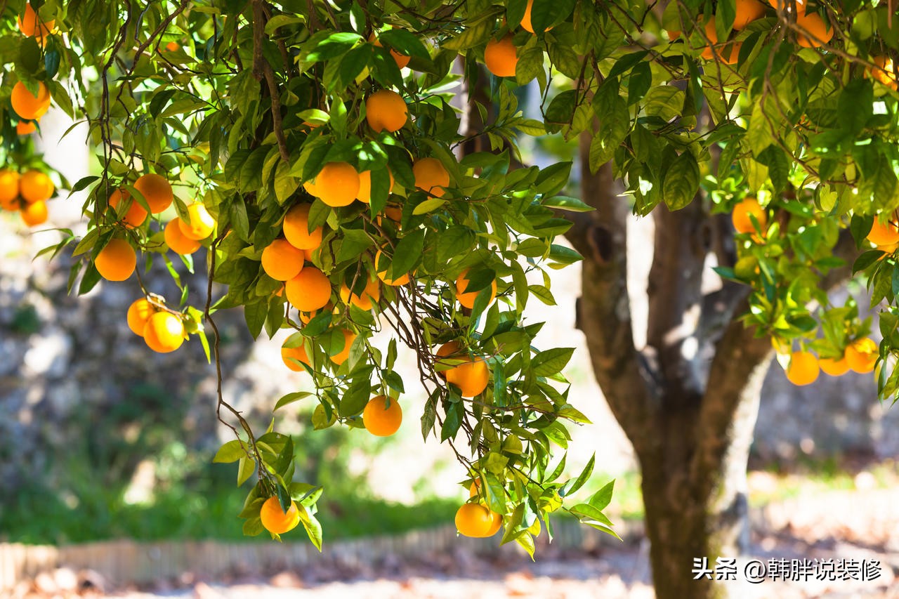 屋前屋后种什么树旺财运,屋前有什么树风水不好