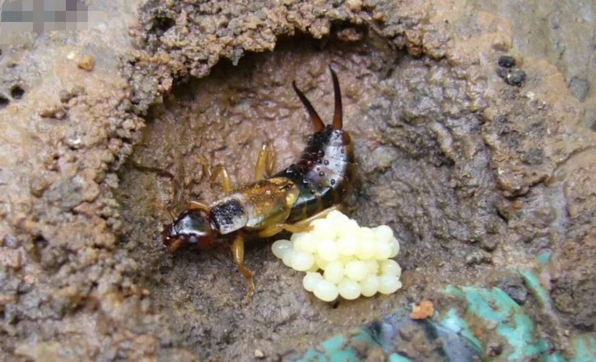 最护犊子的鸟类,蠼螋生命力顽强