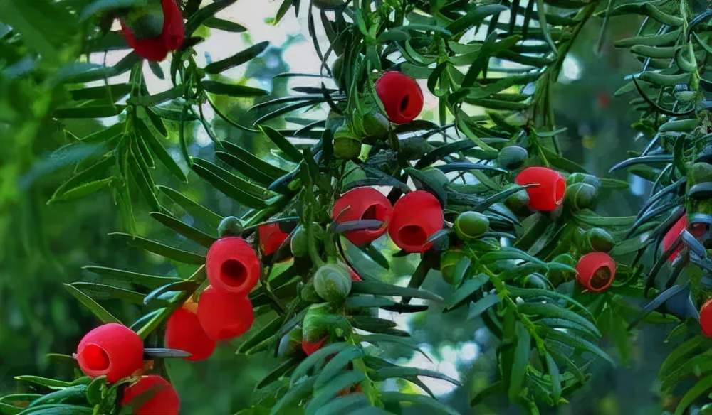 什么树自带香味好养,适合庭院种植的带香味的树