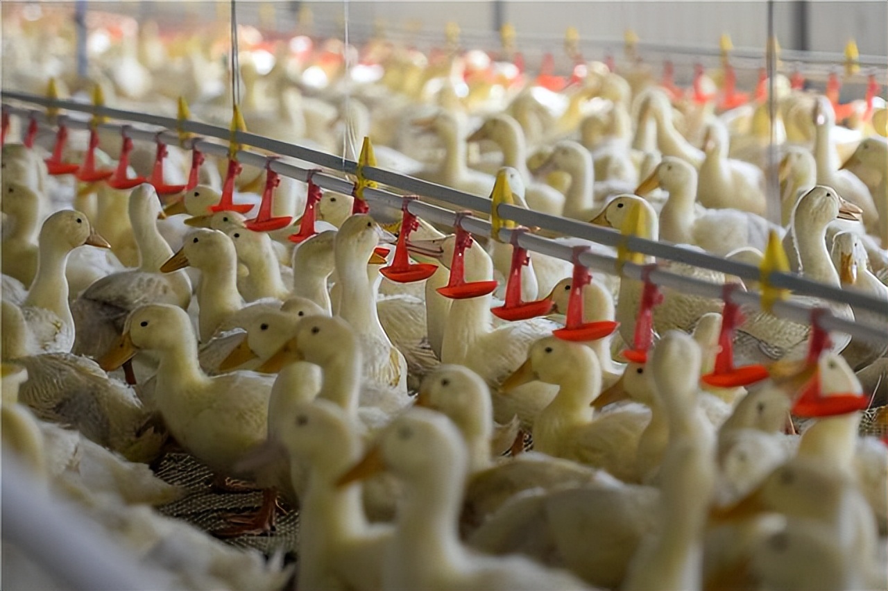 家禽生产中的发展策略,家禽养殖和内陆养殖