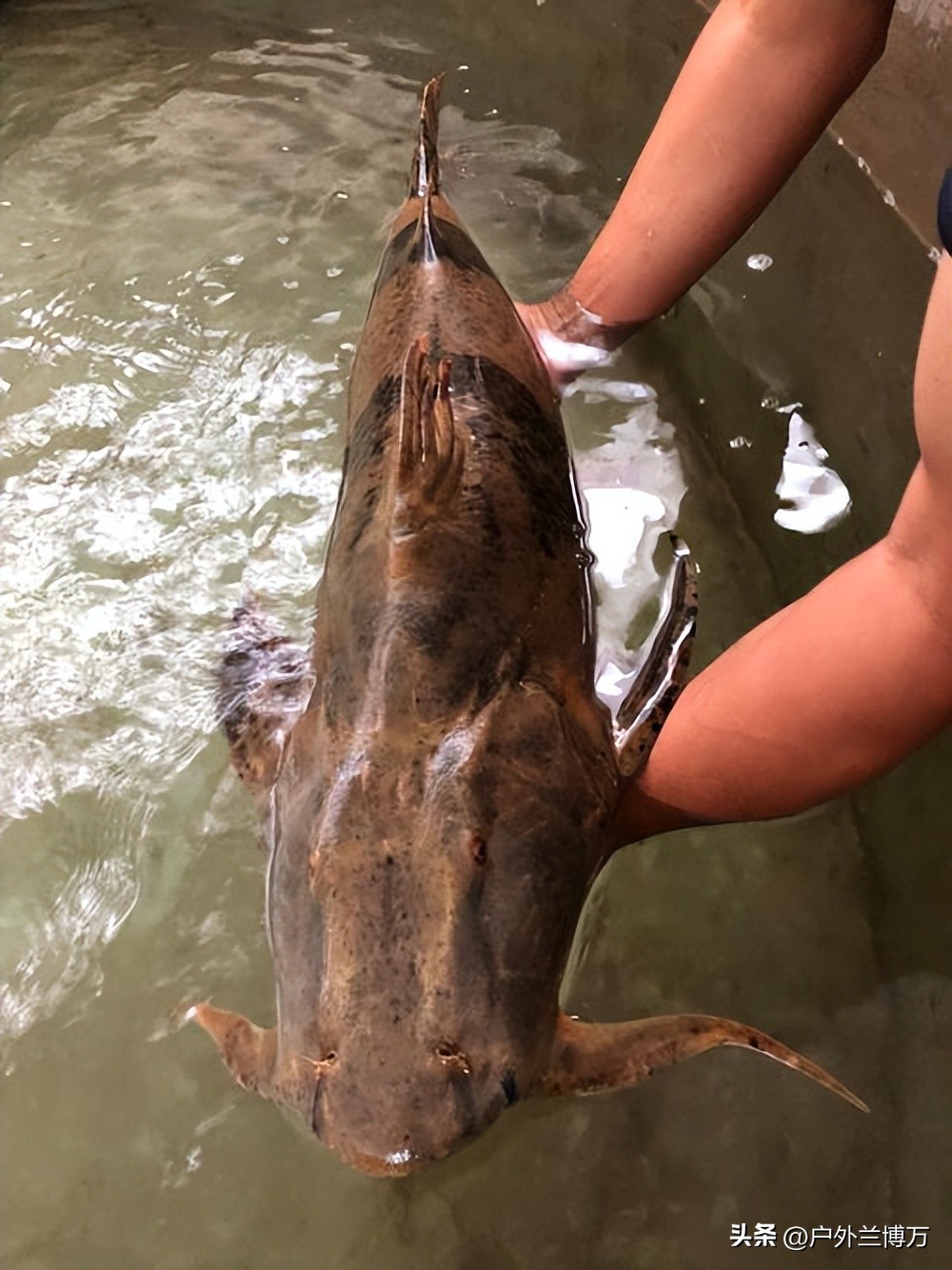 中国四大淡水鱼类大全,国内最贵的十大淡水鱼类