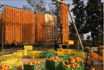 千年柿,富平千年柿子