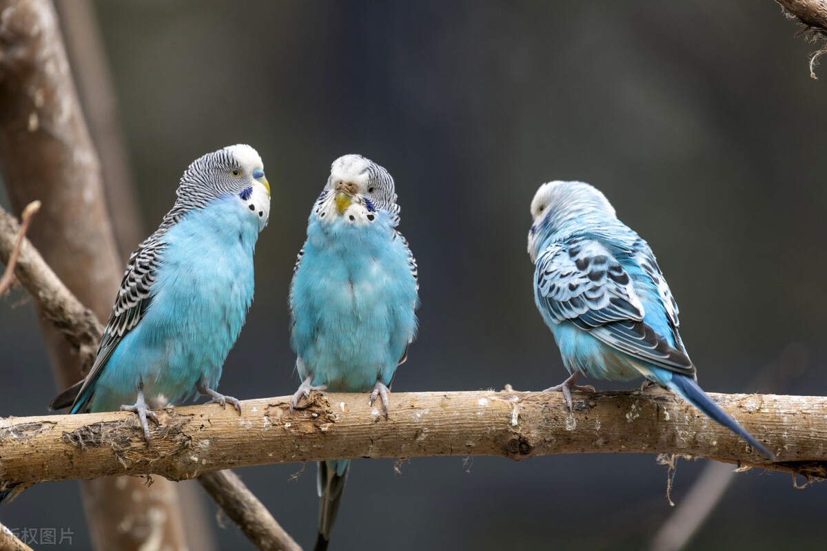 小鹦鹉该怎么驱虫,牡丹鹦鹉有寄生虫掉毛怎么治