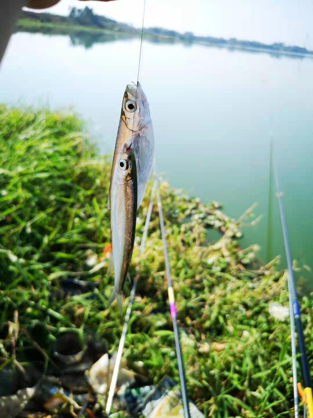 野钓什么小鱼最好吃,冬季野钓小鱼技巧