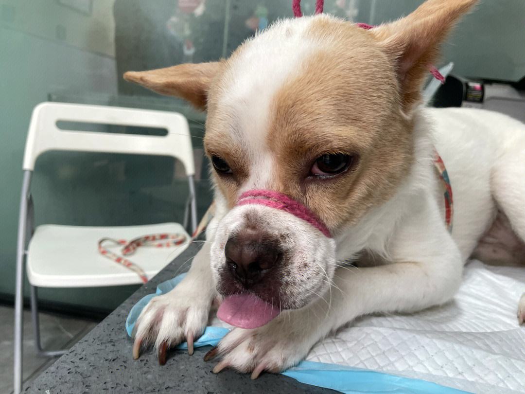 如果狗狗身体有虫会发出什么信号,如果狗身上有虫子怎么搞