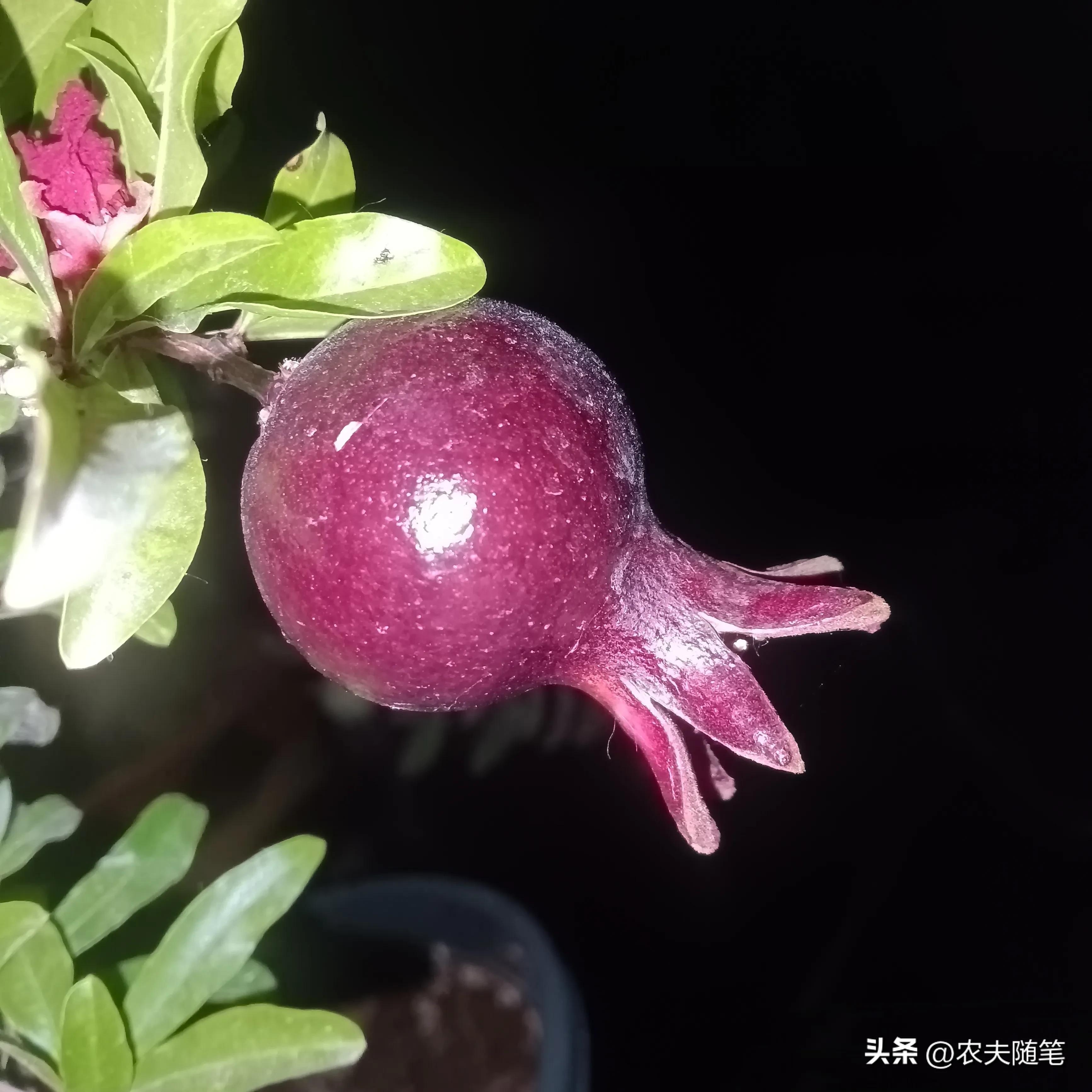 网购石榴便宜推荐,网购石榴果怕不怕冻坏