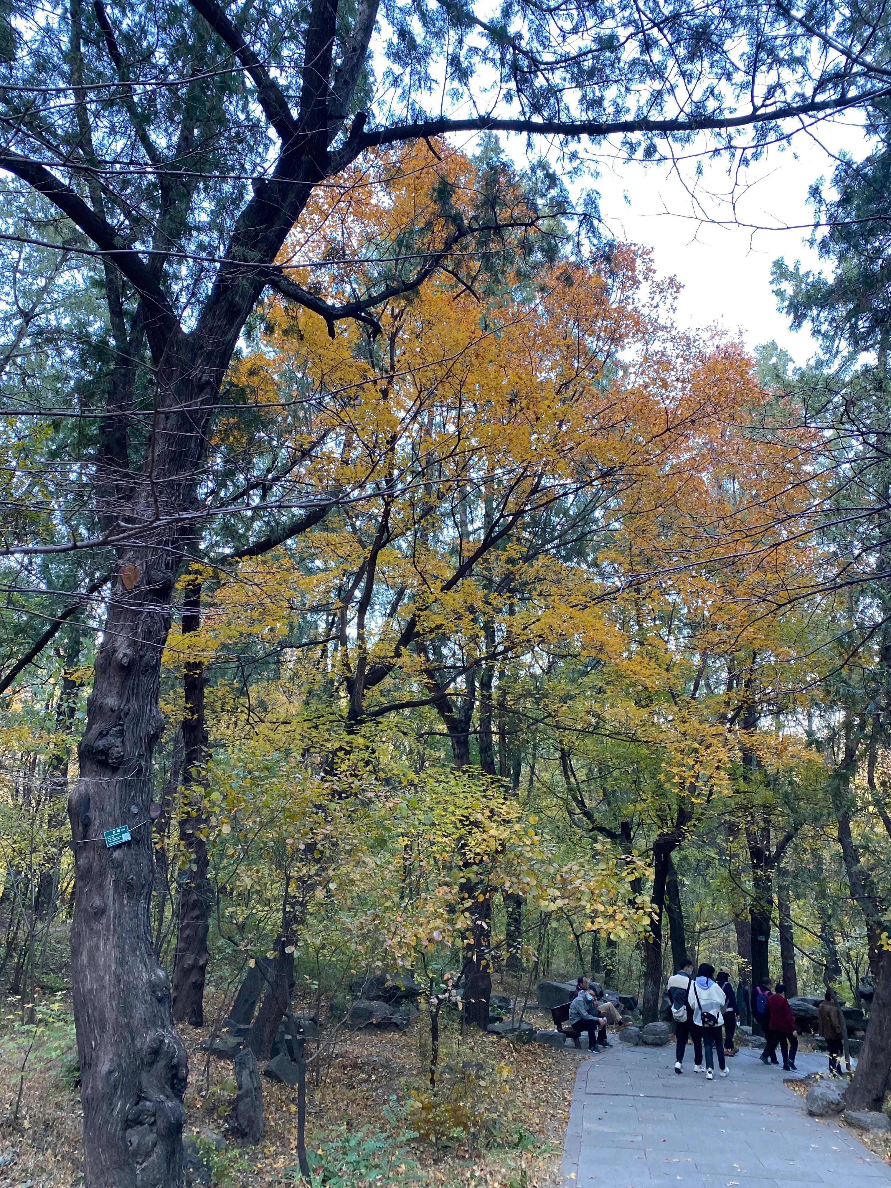 香山风景区打卡攻略,北京香山公园打卡