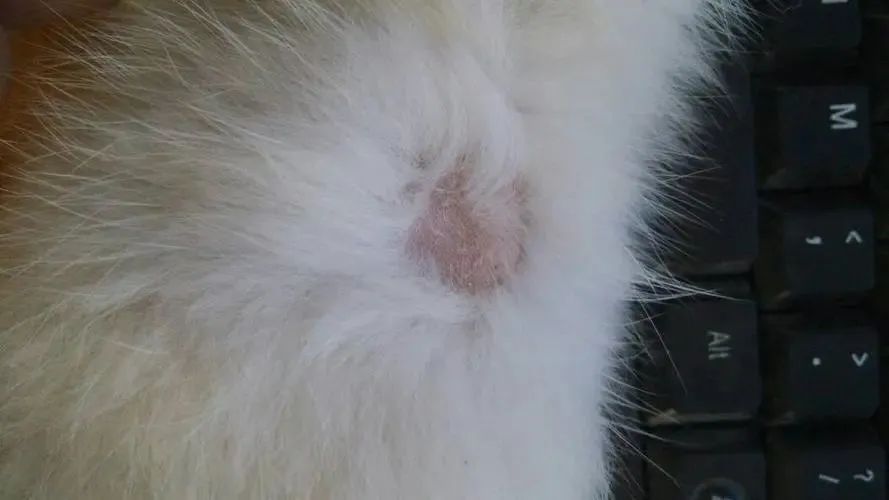 狗狗的常见病和处理方法,狗狗常见病用药配方