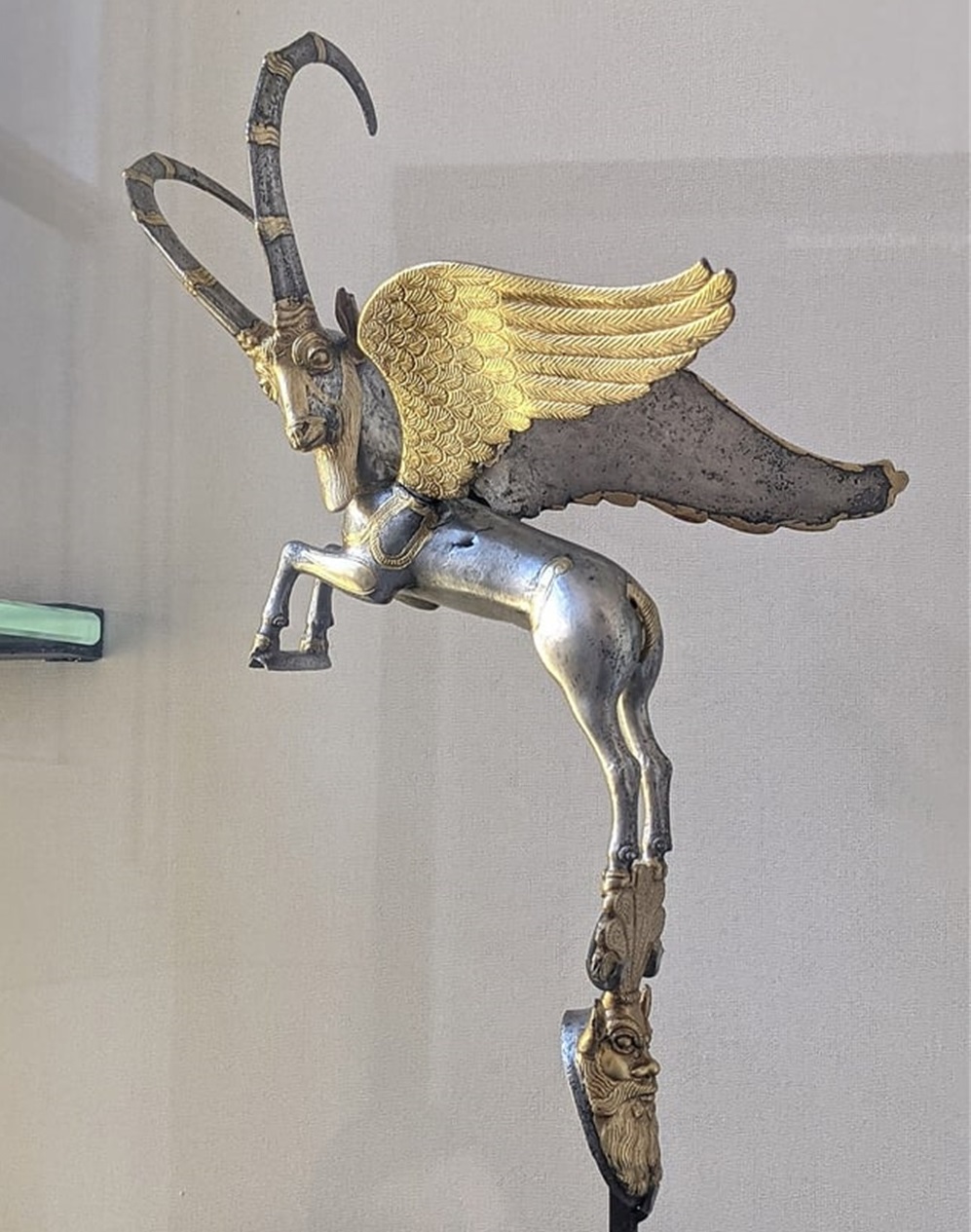 加蓬黑脸猩猩,加蓬长尾猴图片