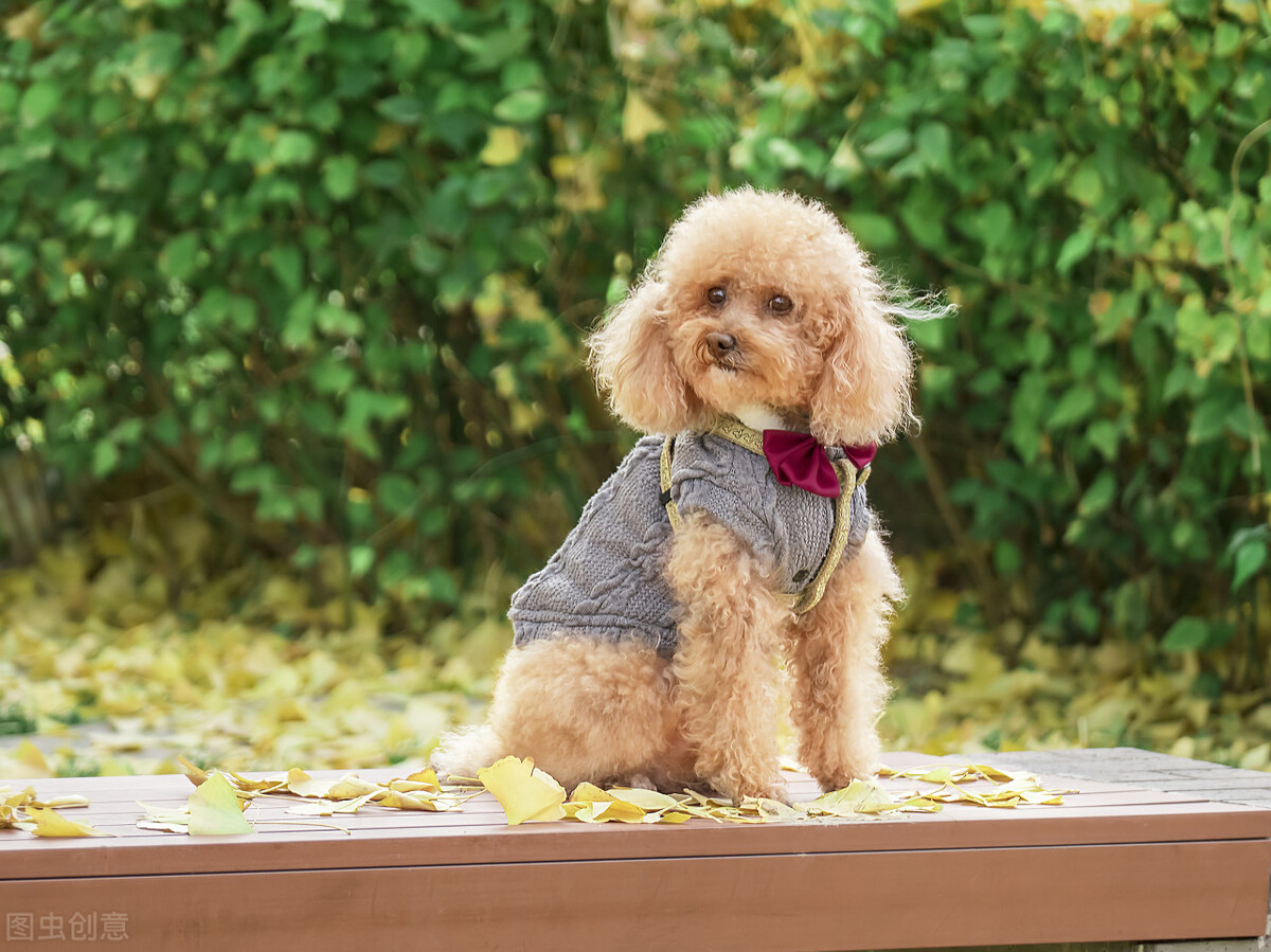 泰迪发情有什么前兆,泰迪发情有什么状况