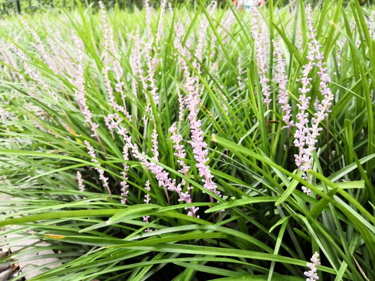 清明期间开的野花有哪些,清明节野花