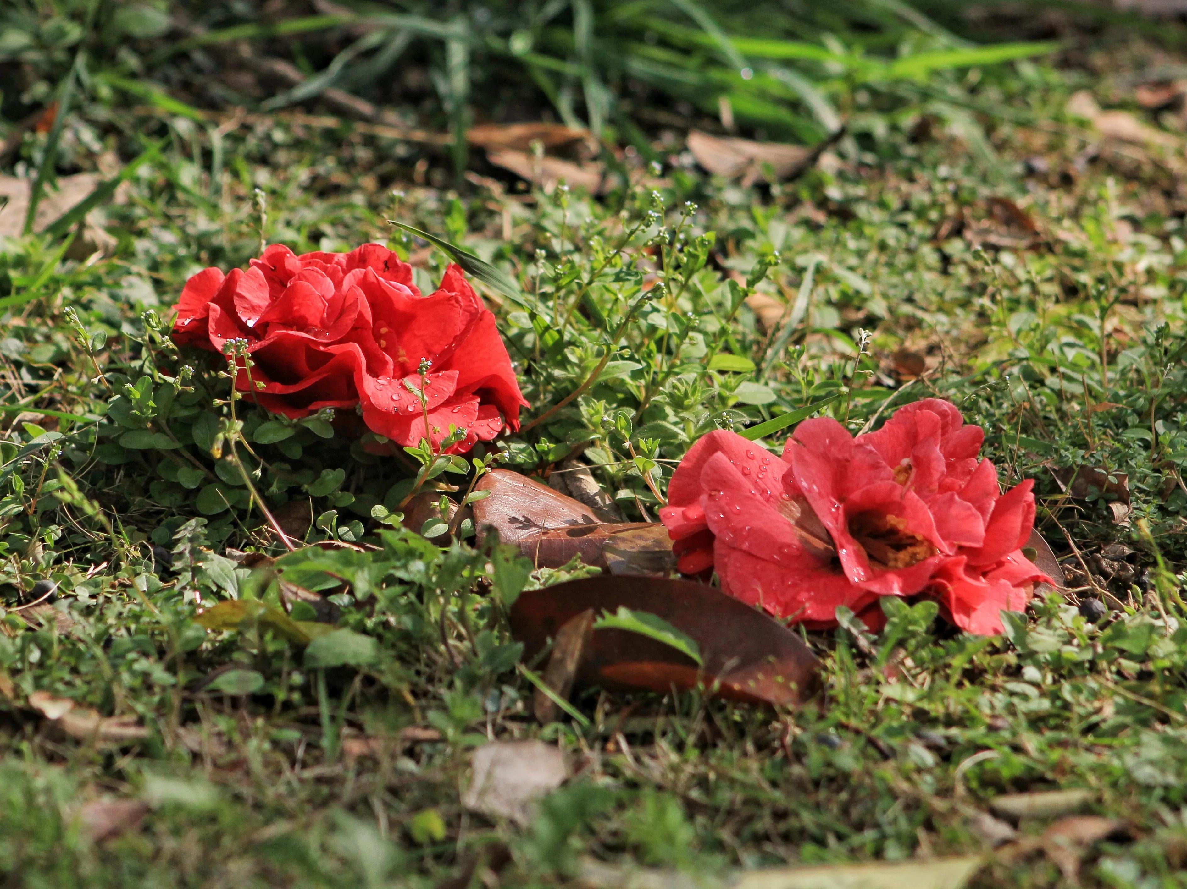 花卉茶花,花卉茶花苗
