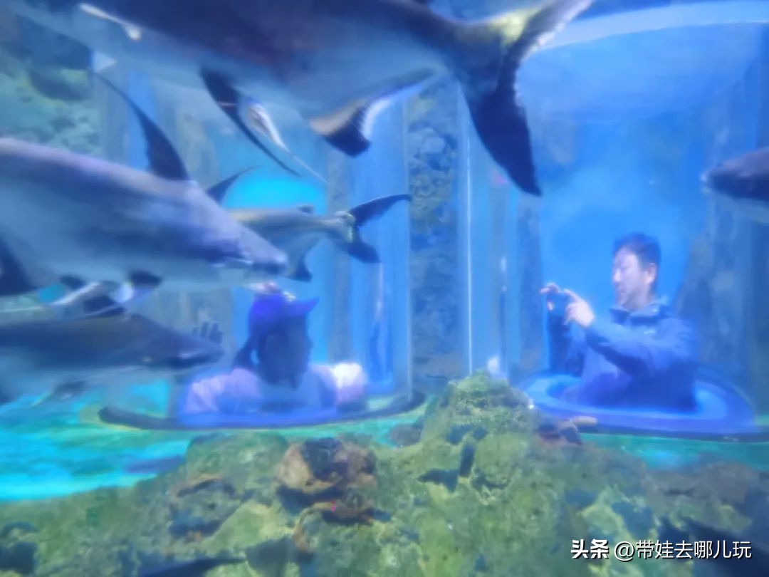 天津海昌极地海洋馆哪里购票便宜,天津海昌极地海洋公园隐藏玩法