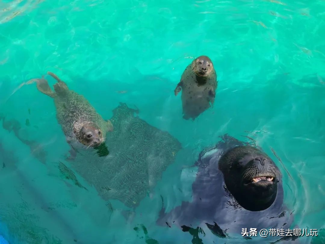 天津海昌极地海洋馆哪里购票便宜,天津海昌极地海洋公园隐藏玩法
