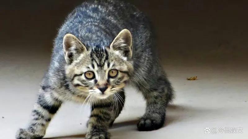 猫咪为什么是小老虎呢,刚出生的猫咪跟老虎一起长大