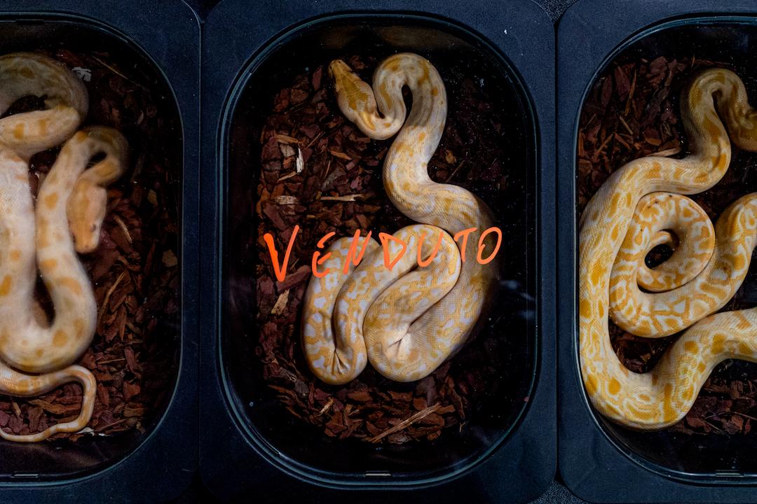 2022索尼摄影大赛征稿,2022索尼世界摄影大赛