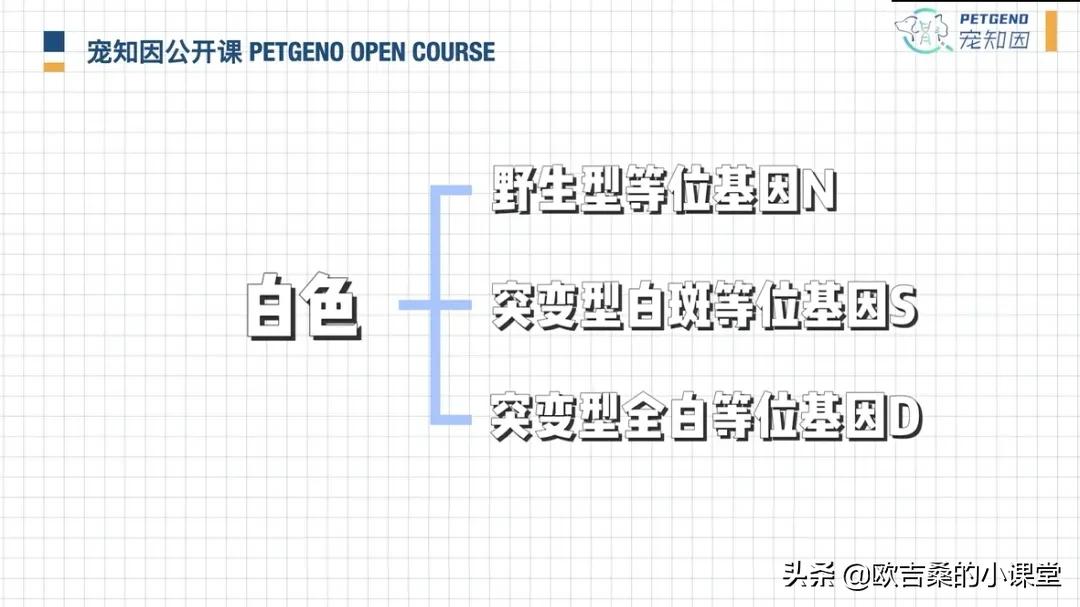 白斑变异基因,白斑基因和全白基因