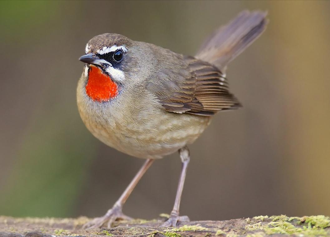50张最佳鸟类摄影作品,鸟儿大全大图