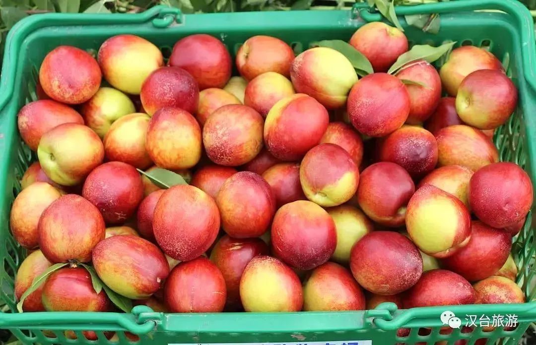 超甜预警！夏日采摘季！快来汉中实现水果自由~