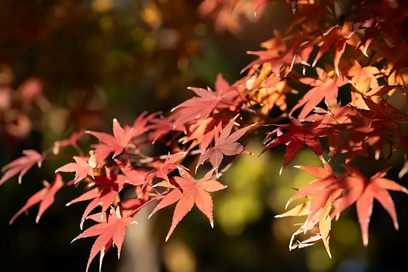 赵丽宏的散文山雨,赵丽宏散文精选好段