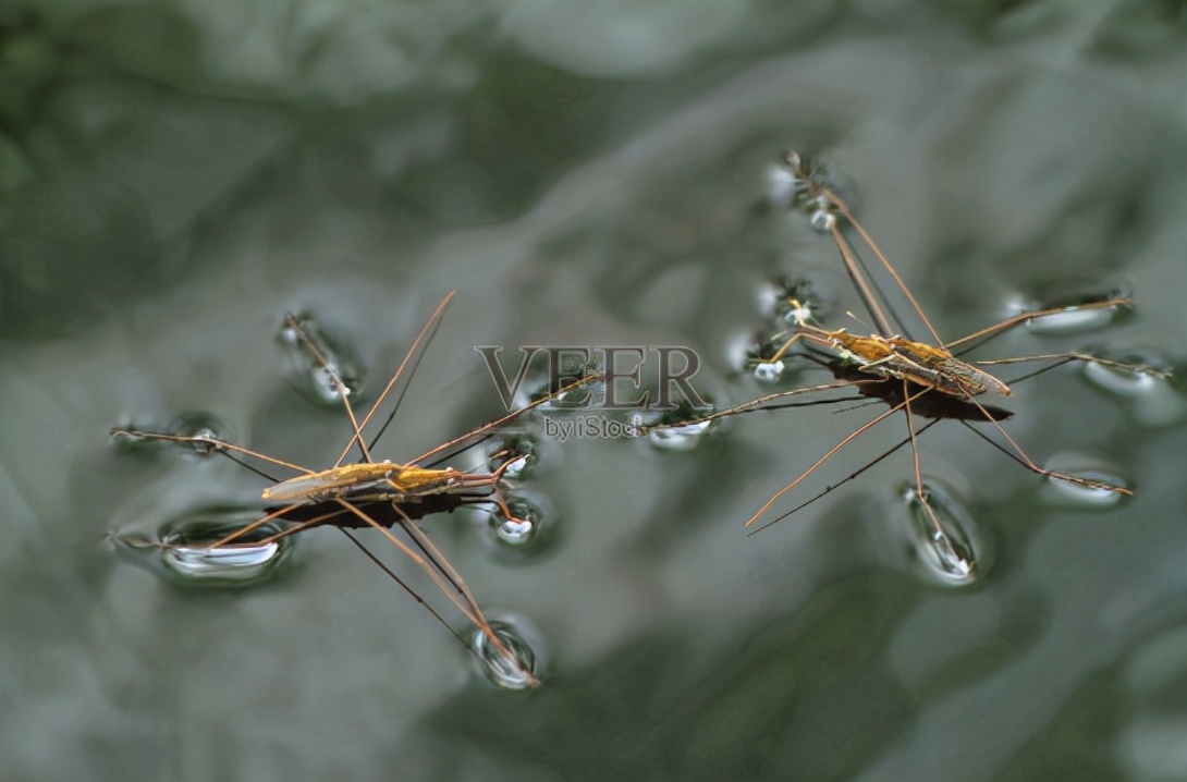 美丽神奇的肥皂泡,肥皂泡不能说的秘密