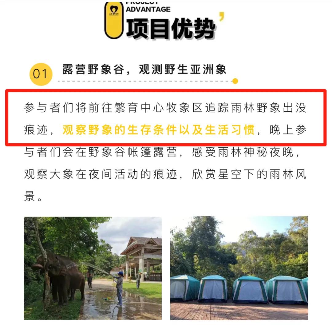 野象谷：给大象拴铁链子，好比人类遛狗的时候拴狗绳