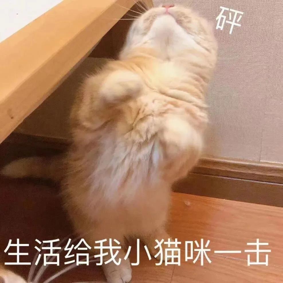 为什么掐着猫后脖子猫就不会动,为什么掐住猫咪的脖子后就不动了