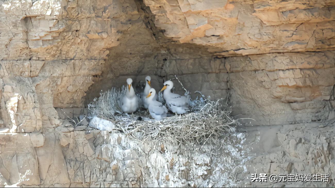 鸟窝怎么防大雨,鸟窝下雨天怎么处理