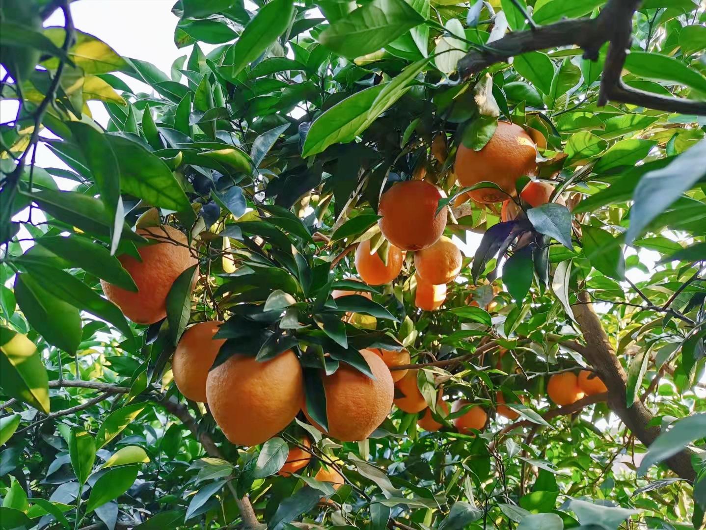 怎样彻底根除果园中的杂草,果园生草怎么管理