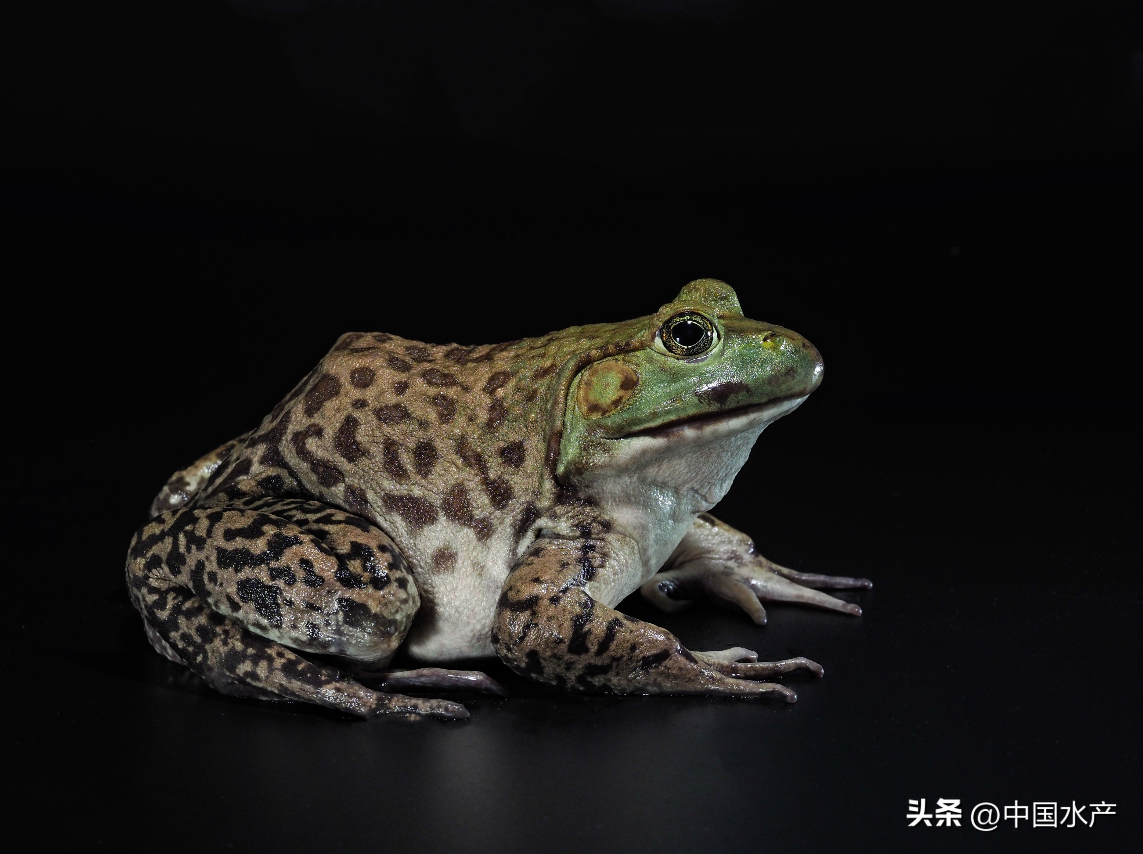 水生外来物种入侵防控工作方案,水生动物防疫