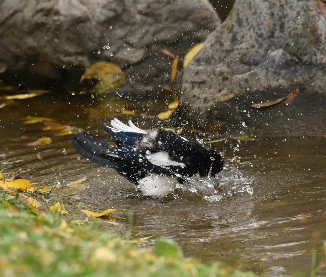 为啥乌鸦不敢招惹喜鹊,喜鹊凶猛