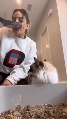 猫咪疯狂的吃猫砂,猫咪吃的猫砂是怎么做的