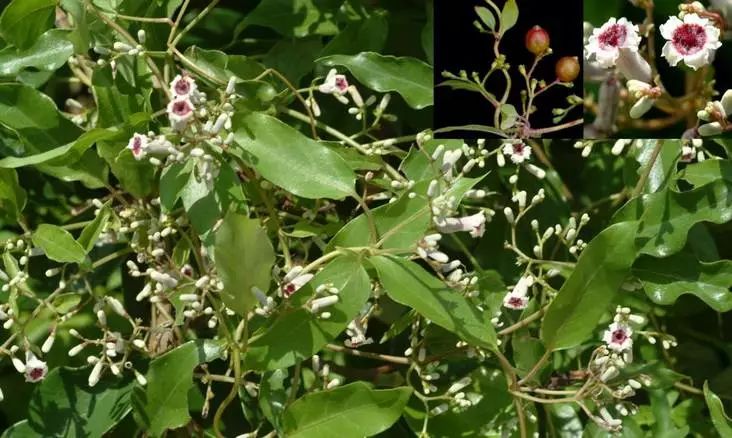 植物识别小口诀，总结的太全了！