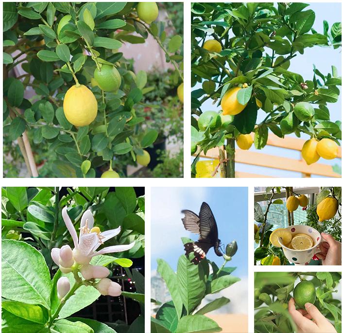 养不死的绿植,懒人养不死耐寒耐旱的绿植