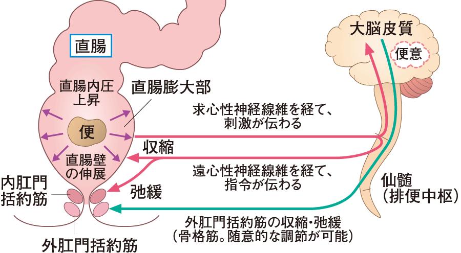 人为什么会放屁科普知识,人类放屁为什么有臭有不臭