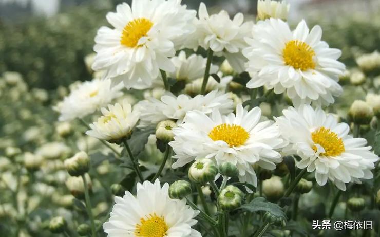 夏天喝哪一种菊花茶比较好,夏天清火菊花茶