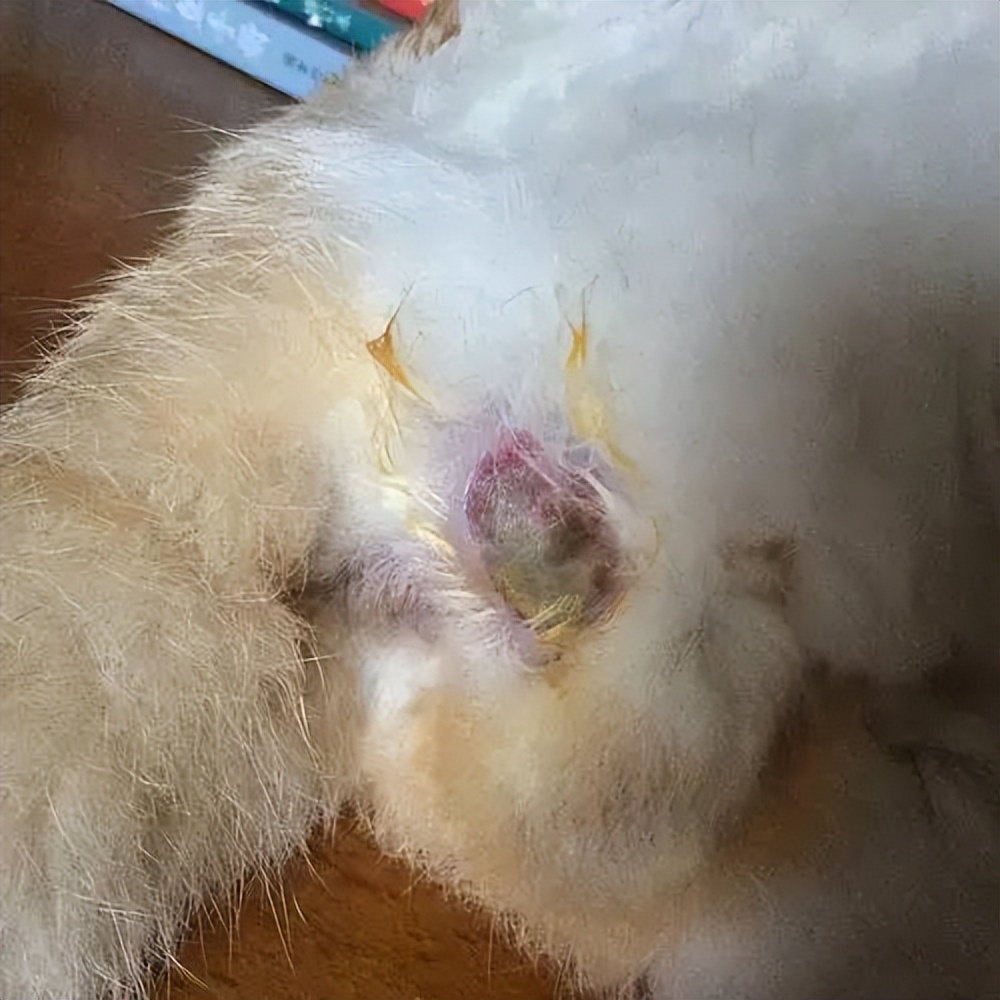 为啥最近猫咪口臭全身都臭的感觉,为什么猫咪口臭还脚臭