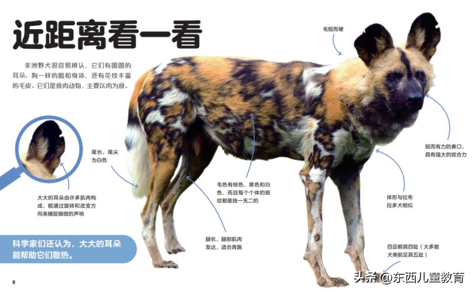 法布尔昆虫记立体书适合3-6岁儿童,法布尔昆虫记青少版必读